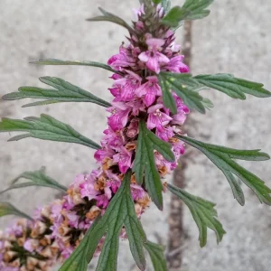Motherwort Live Plant - Medicinal Herb Starter - Leonurus Artemisia - Outdoor - Image 4