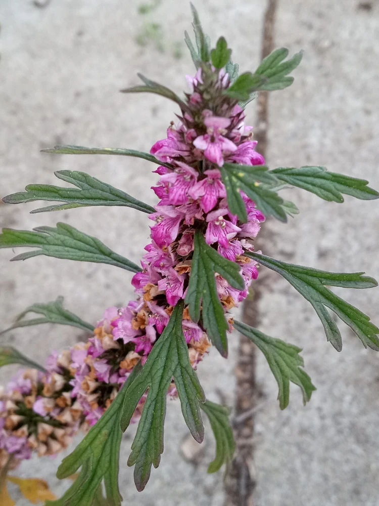 Motherwort Live Plant - Medicinal Herb Starter - Leonurus Artemisia - Outdoor - Image 4