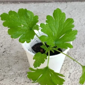 Motherwort Live Plant - Medicinal Herb Starter - Leonurus Artemisia - Outdoor - Image 1