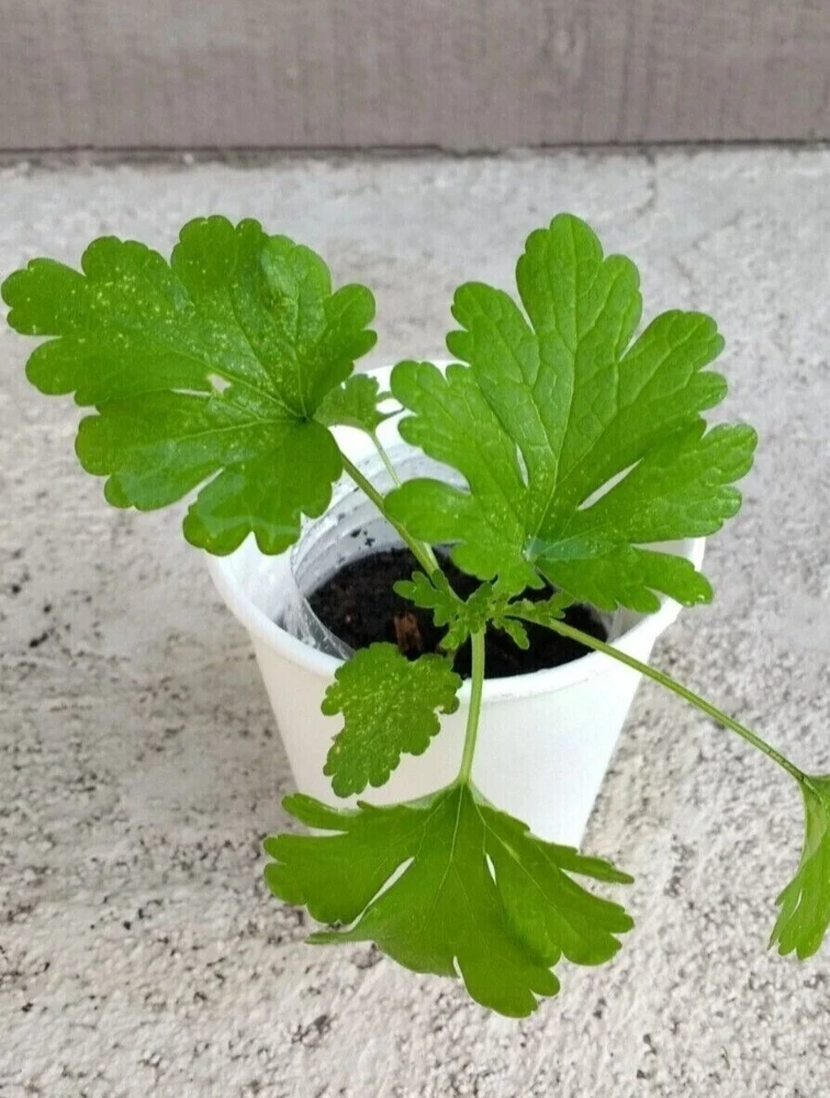Motherwort Live Plant - Medicinal Herb Starter - Leonurus Artemisia - Outdoor - Image 1