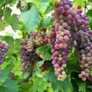 Muscat Hamburg Meiguixiang Grape Vine – Bare Root Plant for Outdoor Gardening - Image 3