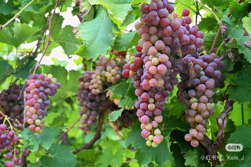 Muscat Hamburg Meiguixiang Grape Vine – Bare Root Plant for Outdoor Gardening - Image 3