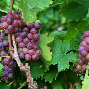 Muscat Hamburg Meiguixiang Grape Vine – Bare Root Plant for Outdoor Gardening - Image 4