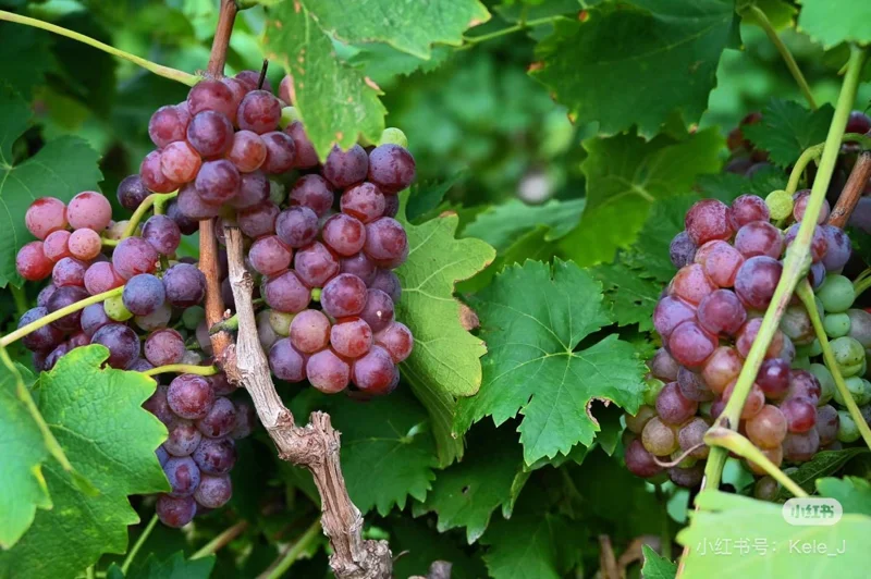 Muscat Hamburg Meiguixiang Grape Vine – Bare Root Plant for Outdoor Gardening - Image 4