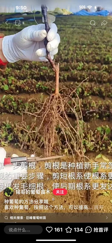 Muscat Hamburg Meiguixiang Grape Vine – Bare Root Plant for Outdoor Gardening - Image 8
