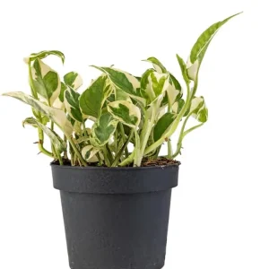 N'Joy Pothos Live Plant - Variegated Epipremnum, 4-inch Pot, Indoor Vine - Image 2