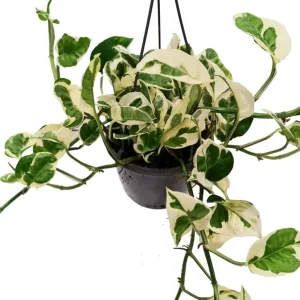 N'Joy Pothos Live Plant - Variegated Epipremnum, 4-inch Pot, Indoor Vine - Image 3