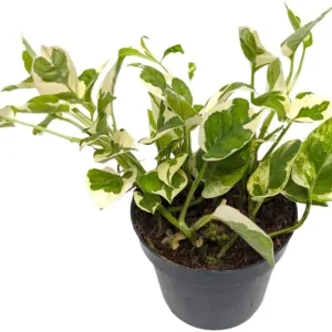 N'Joy Pothos Live Plant - Variegated Epipremnum, 4-inch Pot, Indoor Vine - Image 4