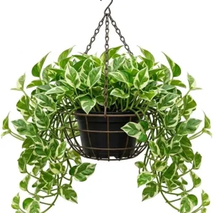 N'Joy Pothos Live Plant - Variegated Epipremnum, 4-inch Pot, Indoor Vine - Image 1