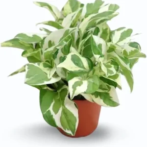 N'Joy Pothos Live Plant - Variegated Epipremnum, 4-inch Pot, Indoor Vine - Image 5