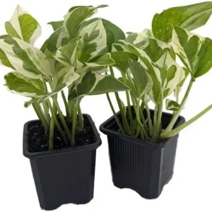 N'Joy Pothos Live Plant - Variegated Epipremnum, 4-inch Pot, Indoor Vine - Image 6