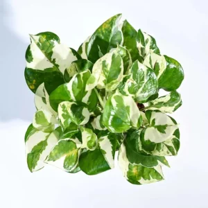 N'Joy Pothos Live Plant - Variegated Epipremnum, 4-inch Pot, Indoor Vine - Image 7