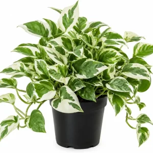N'Joy Pothos Live Plant – Variegated Epipremnum – 4 inch Pot – Indoor Houseplant - Image 1