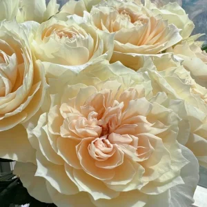 Opera Queen Rose Live Plant - Deep Pink Fragrant Shrub Rose 80-100 cm Tall - Image 3