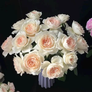 Opera Queen Rose Live Plant - Deep Pink Fragrant Shrub Rose 80-100 cm Tall - Image 4