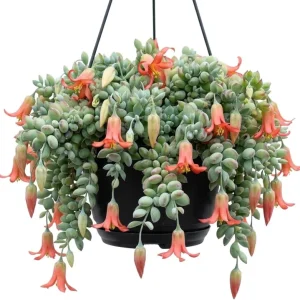 Orange Cotyledon Pendens Live Plant - Trailing Succulent, 4 inch Pot - Image 1