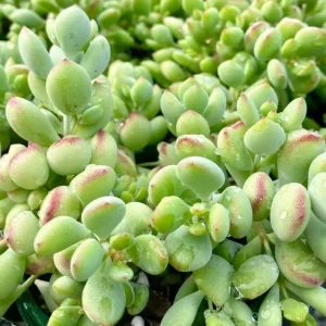 Orange Cotyledon Pendens Live Plant - Trailing Succulent, 4 inch Pot - Image 7