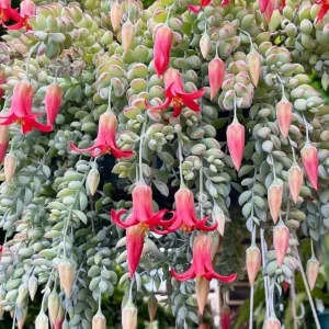 Orange Cotyledon Pendens Succulent Live Plant, Trailing, 2 inch Pot, Hardy - Image 3