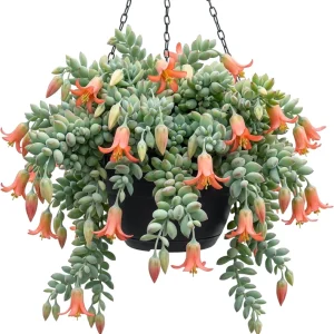 Orange Cotyledon Pendens Succulent Live Plant, Trailing, 2 inch Pot, Hardy - Image 1