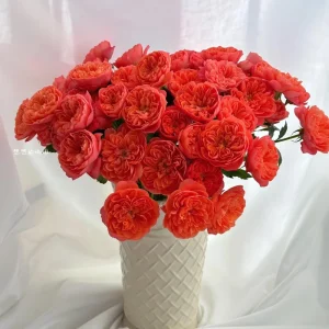 Orange Juicy Terrazza Patio Rose Live Plant - Compact, Repeat Blooming, 40-50 cm Tall - Image 2