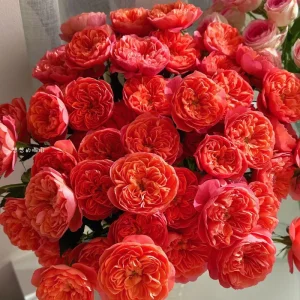Orange Juicy Terrazza Patio Rose Live Plant - Compact, Repeat Blooming, 40-50 cm Tall - Image 3