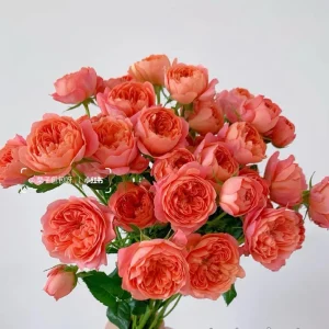 Orange Juicy Terrazza Patio Rose Live Plant - Compact, Repeat Blooming, 40-50 cm Tall - Image 4