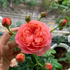 Orange Juicy Terrazza Patio Rose Live Plant - Compact, Repeat Blooming, 40-50 cm Tall - Image 5