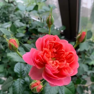 Orange Juicy Terrazza Patio Rose Live Plant - Compact, Repeat Blooming, 40-50 cm Tall - Image 6