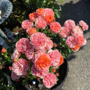 Orange Juicy Terrazza Patio Rose Live Plant - Compact, Repeat Blooming, 40-50 cm Tall - Image 7