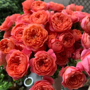 Orange Juicy Terrazza Patio Rose Live Plant - Compact, Repeat Blooming, 40-50 cm Tall - Image 1