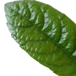 Organic Golden Loquat Live Fruit Tree Plant Plug - Evergreen, Fast Growing - Image 10