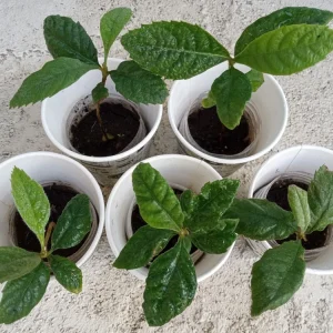 Organic Golden Loquat Live Fruit Tree Plant Plug - Evergreen, Fast Growing - Image 2