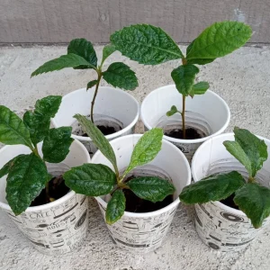 Organic Golden Loquat Live Fruit Tree Plant Plug - Evergreen, Fast Growing - Image 3