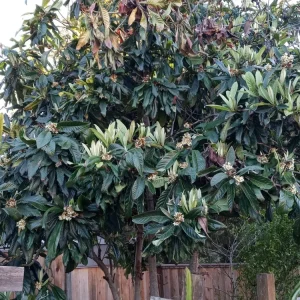 Organic Golden Loquat Live Fruit Tree Plant Plug - Evergreen, Fast Growing - Image 4