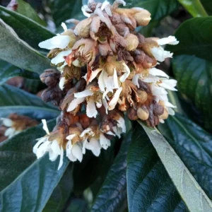 Organic Golden Loquat Live Fruit Tree Plant Plug - Evergreen, Fast Growing - Image 5