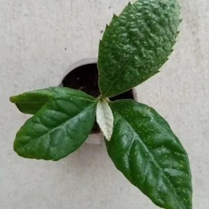 Organic Golden Loquat Live Fruit Tree Plant Plug - Evergreen, Fast Growing - Image 6