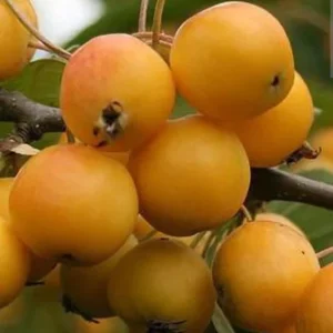 Organic Golden Loquat Live Fruit Tree Plant Plug - Evergreen, Fast Growing - Image 1