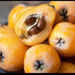 Organic Golden Loquat Live Fruit Tree Plant Plug - Evergreen, Fast Growing - Image 7