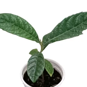 Organic Golden Loquat Live Fruit Tree Plant Plug - Evergreen, Fast Growing - Image 8
