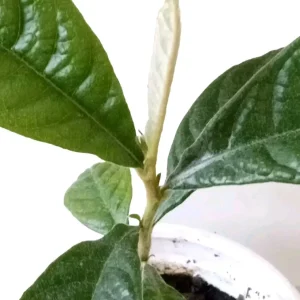 Organic Golden Loquat Live Fruit Tree Plant Plug - Evergreen, Fast Growing - Image 9