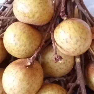 Organic Longan Seeds - 5 Pack - Exotic Tropical Fruit Seeds for Planting - Outdoor - Image 2