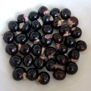 Organic Longan Seeds - 5 Pack - Exotic Tropical Fruit Seeds for Planting - Outdoor - Image 5