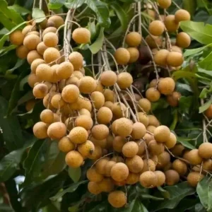 Organic Longan Seeds - 5 Pack - Exotic Tropical Fruit Seeds for Planting - Outdoor - Image 6