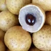 Organic Longan Seeds - 5 Pack - Exotic Tropical Fruit Seeds for Planting - Outdoor - Image 1