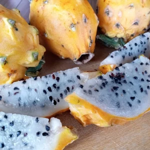 Organic Palora Yellow Dragon Fruit Seeds - Hylocereus Pitaya Cactus - 15 Seeds - Image 5