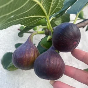 Organic Purple Fig Plant Seedling – Live Plant – 6 inch Pot – Outdoor/Indoor - Image 2
