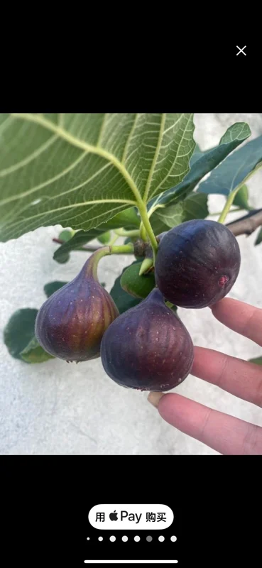 Organic Purple Fig Plant Seedling – Live Plant – 6 inch Pot – Outdoor/Indoor - Image 2