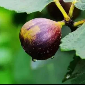 Organic Purple Fig Plant Seedling – Live Plant – 6 inch Pot – Outdoor/Indoor - Image 3