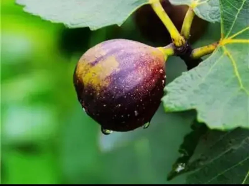 Organic Purple Fig Plant Seedling – Live Plant – 6 inch Pot – Outdoor/Indoor - Image 3