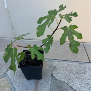 Organic Purple Fig Plant Seedling – Live Plant – 6 inch Pot – Outdoor/Indoor - Image 6
